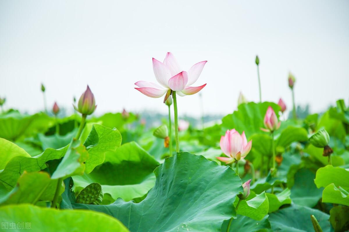 描写藕花的诗词名句（关于莲藕花的优美诗句)