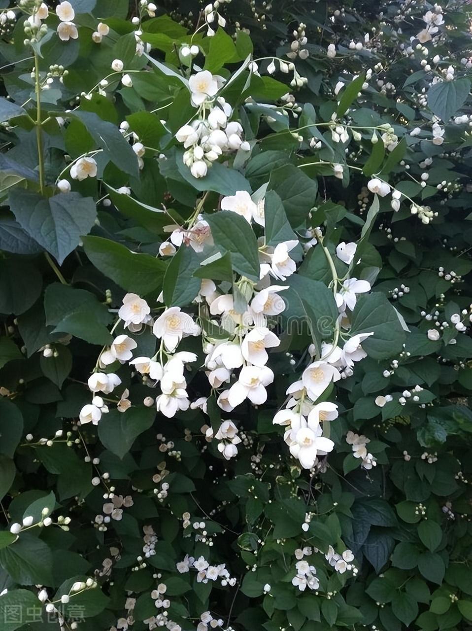 茉莉花的诗词名句（关于茉莉花的优美古诗词）