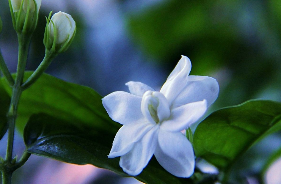 茉莉花的诗词名句（关于茉莉花的优美古诗词）