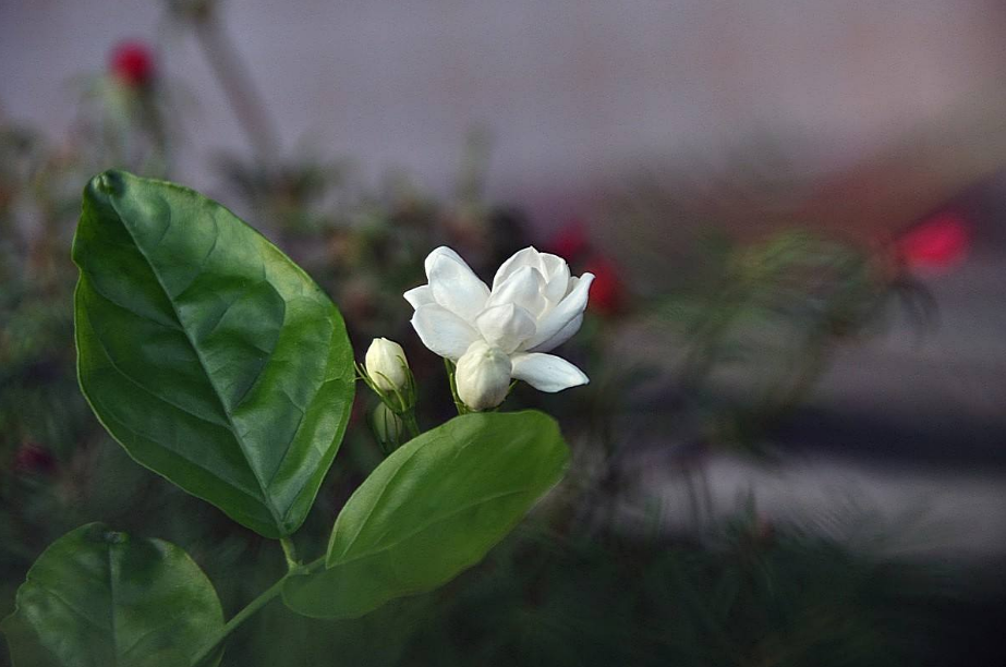 茉莉花的诗词名句（关于茉莉花的优美古诗词）