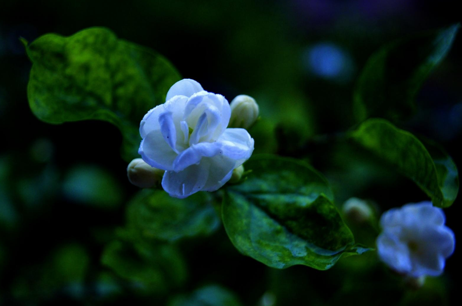 茉莉花的诗词名句（关于茉莉花的优美古诗词）