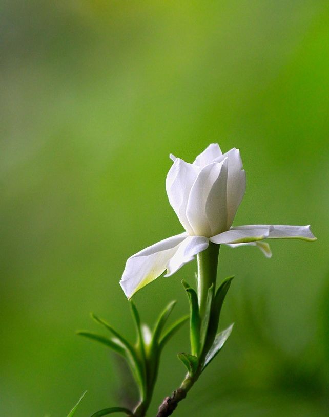 关于栀子花的著名古诗（栀子花的唯美诗句）