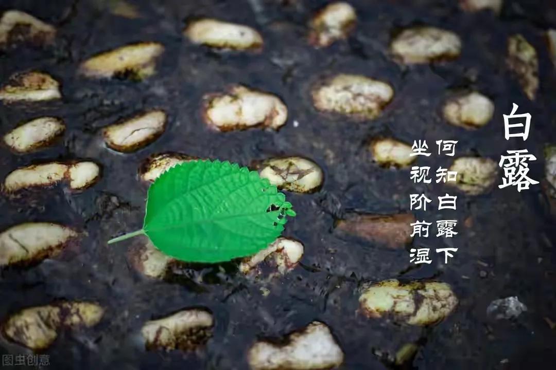 关于白露节气文案推荐（唯美句子祝福语）