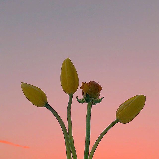 好花有刺，忠言逆耳（21句让人顿悟的人生感悟）