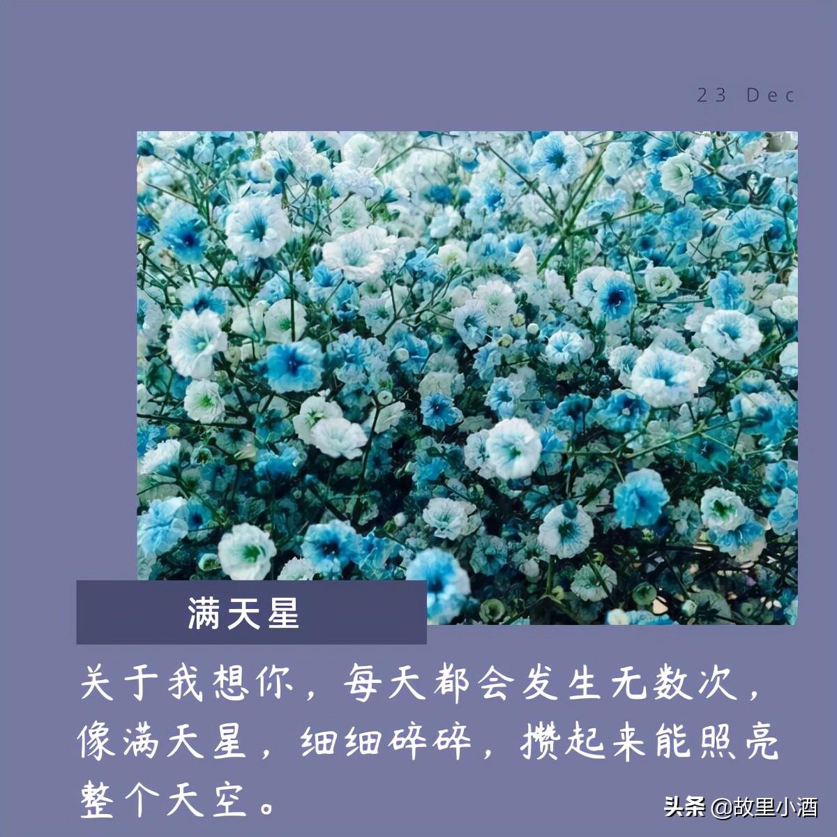 用菊花煮竹叶青，人和海棠俱醉（有关花的唯美句子）