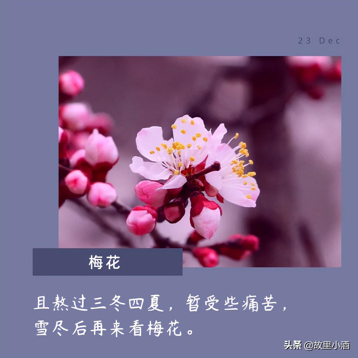 用菊花煮竹叶青，人和海棠俱醉（有关花的唯美句子）