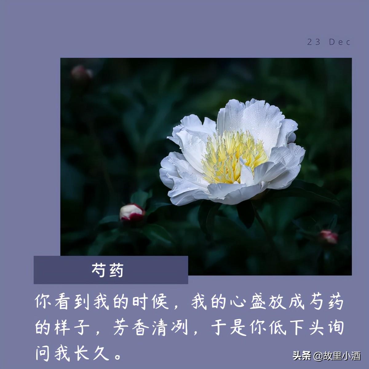 用菊花煮竹叶青，人和海棠俱醉（有关花的唯美句子）