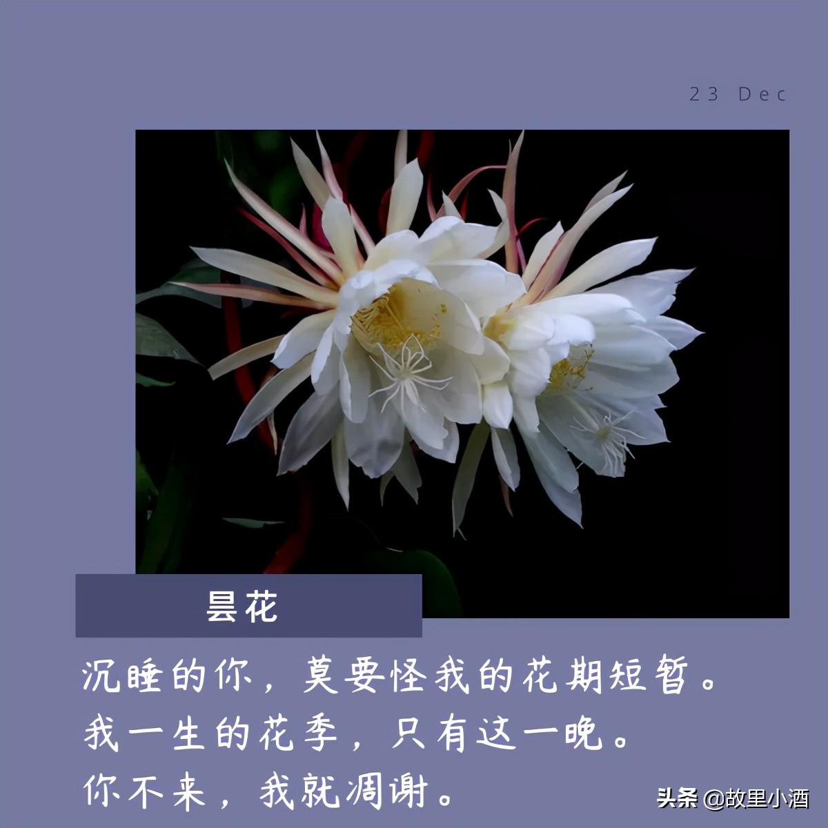 用菊花煮竹叶青，人和海棠俱醉（有关花的唯美句子）