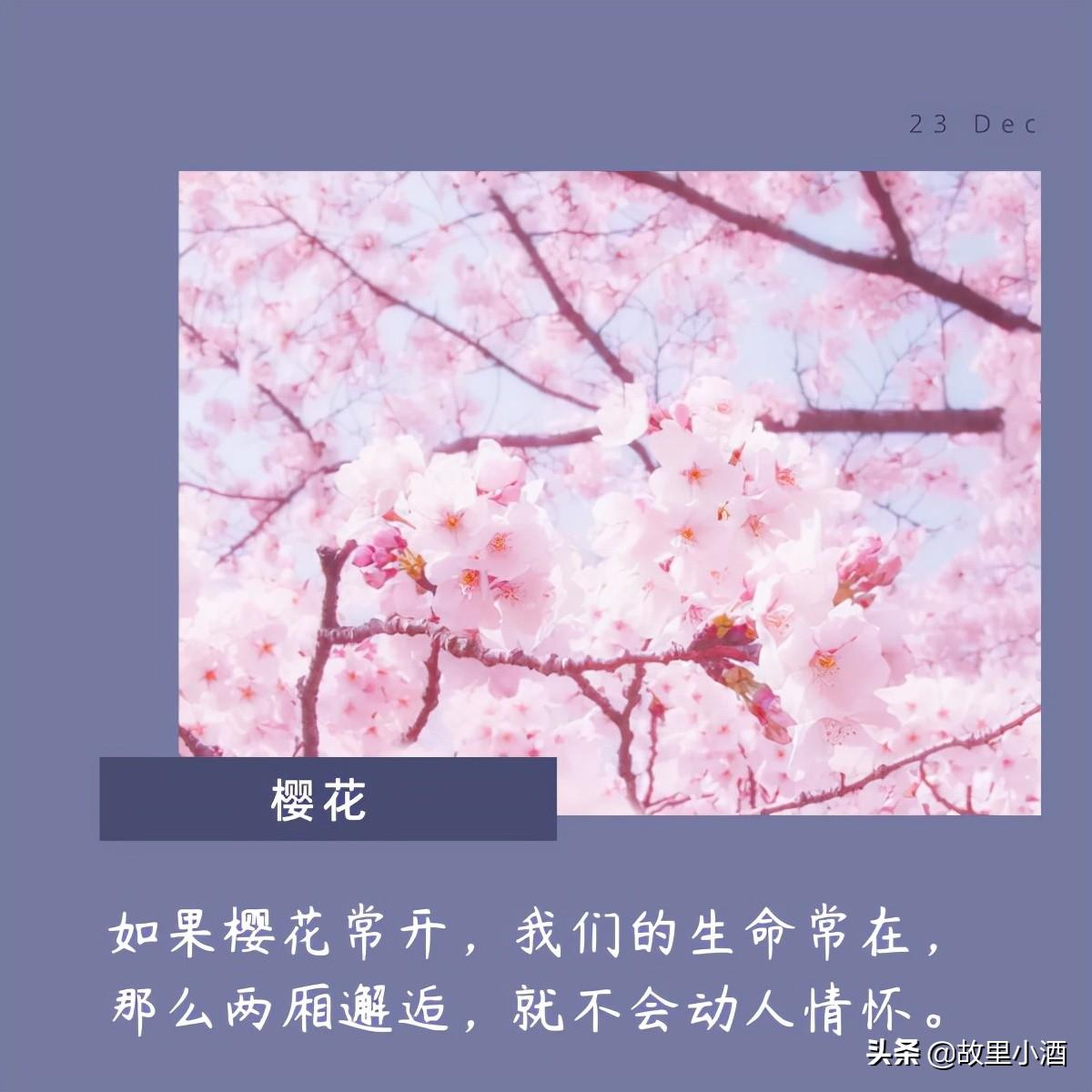 用菊花煮竹叶青，人和海棠俱醉（有关花的唯美句子）