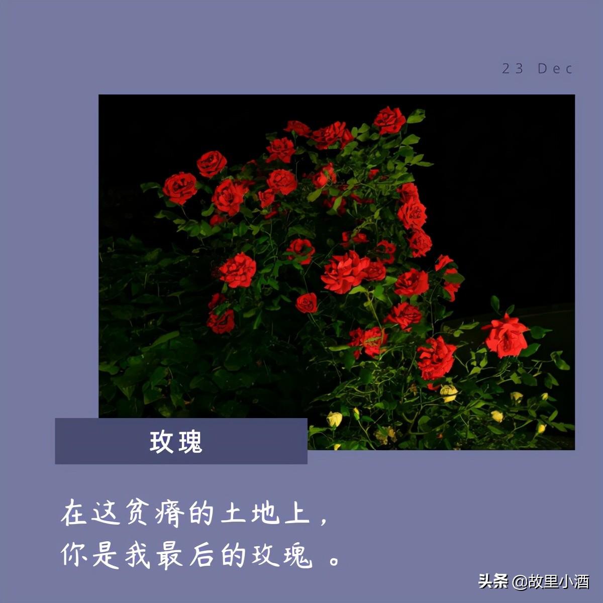 用菊花煮竹叶青，人和海棠俱醉（有关花的唯美句子）