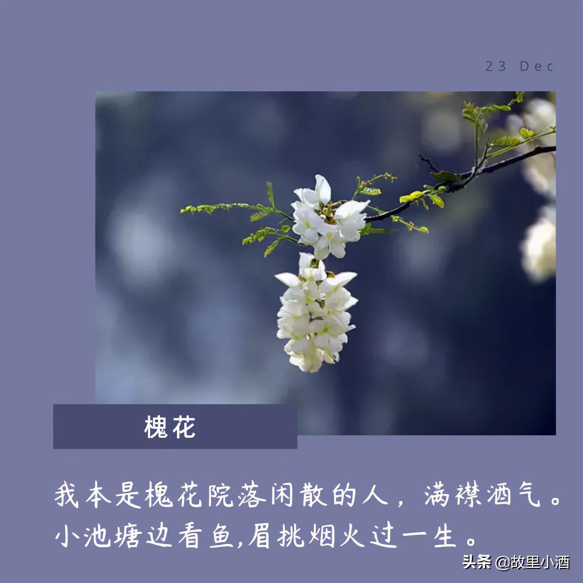 用菊花煮竹叶青，人和海棠俱醉（有关花的唯美句子）