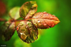 秋雨时节雨纷纷（描写秋雨的九首诗词）