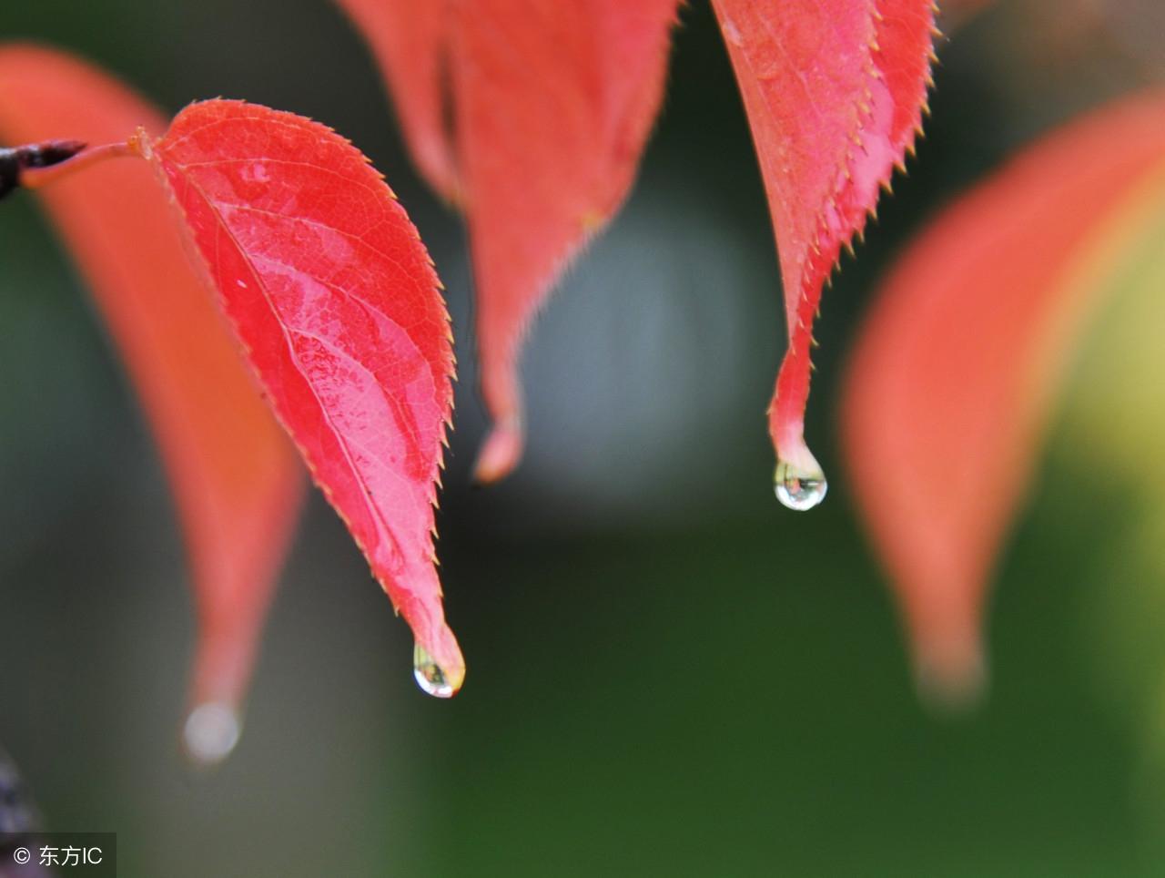 秋雨时节雨纷纷（描写秋雨的九首诗词）