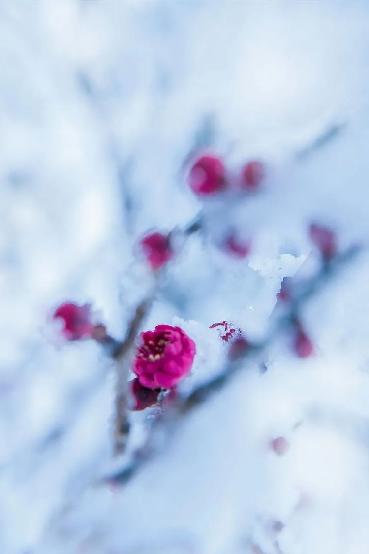 关于雪的古诗词有哪些（十二首雪景的诗词）