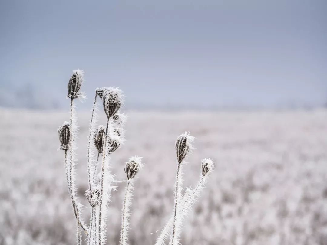 赞美雪的七言绝句（十首唯美雪景诗词）