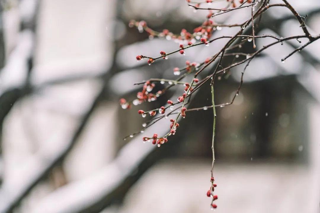 赞美雪的七言绝句（十首唯美雪景诗词）