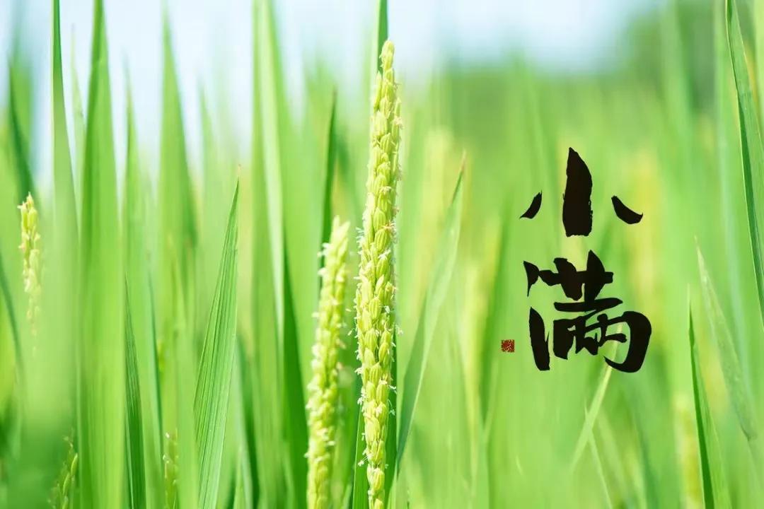 小满节气的祝福文案（唯美走心的文案句子）