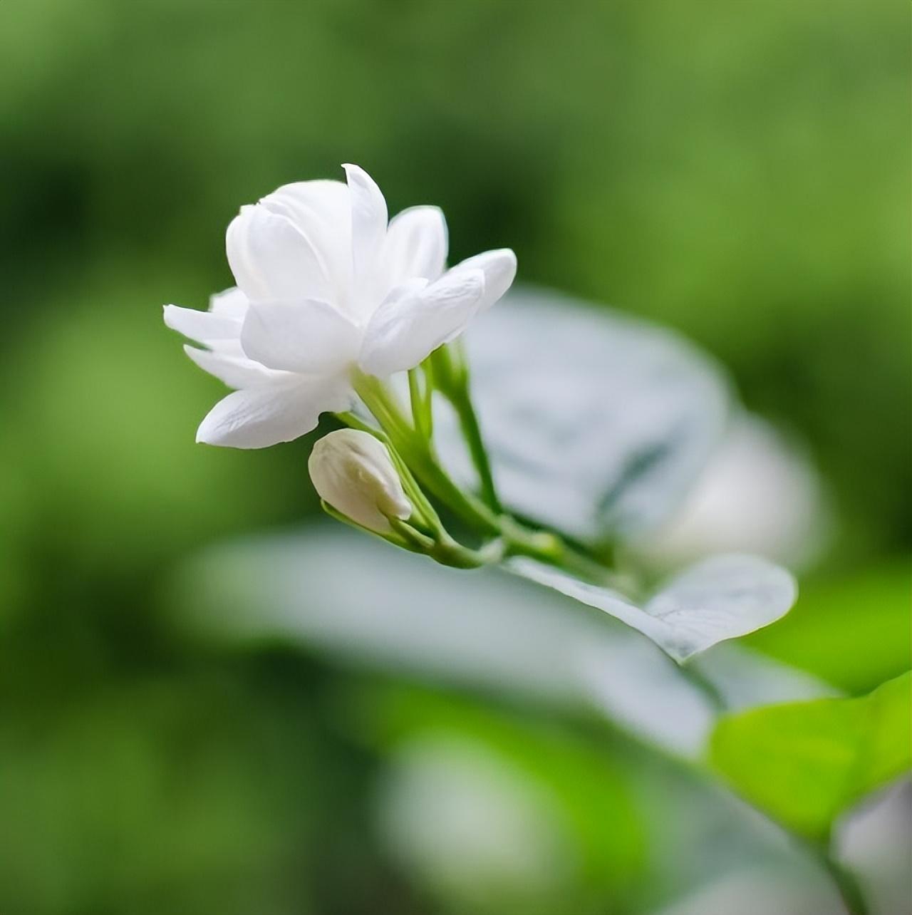 暖心的古风情话（唯美古风表白句子）