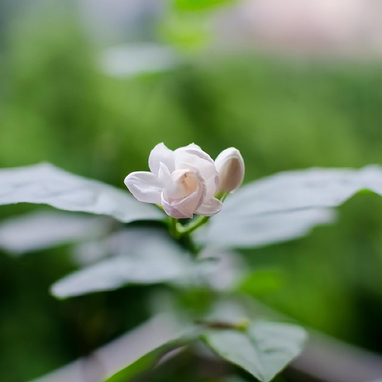 暖心的古风情话（唯美古风表白句子）