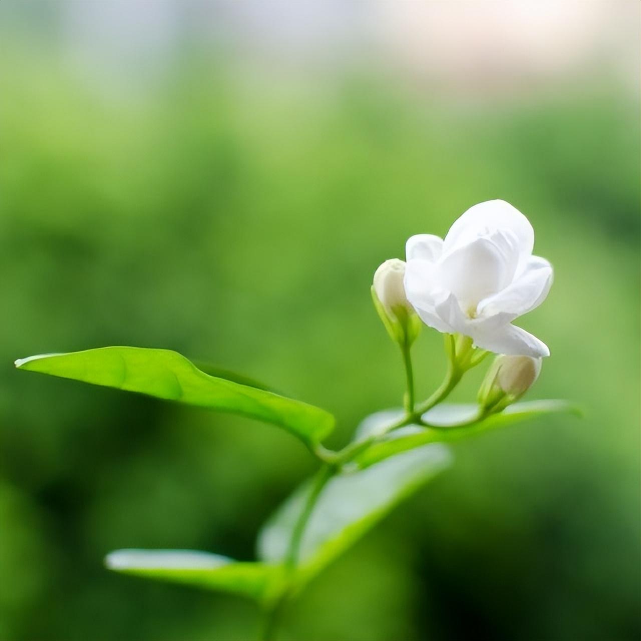 暖心的古风情话（唯美古风表白句子）