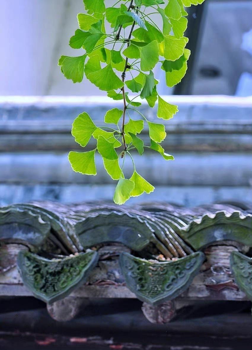 适合摘抄的神仙惊艳诗词（9首惊艳诗词鉴赏）