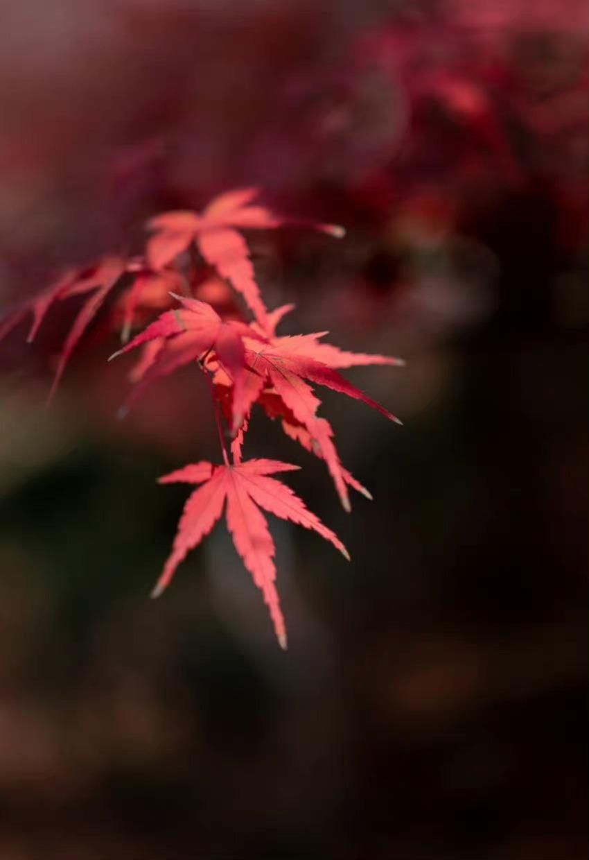 适合摘抄的神仙惊艳诗词（9首惊艳诗词鉴赏）