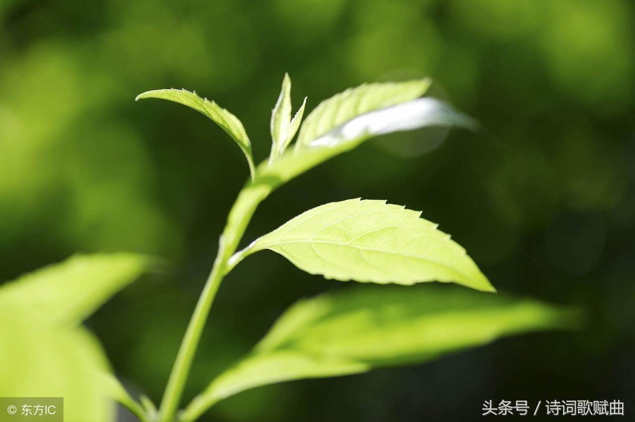 写景物经典诗词十首（山水禅意诗词佳句）