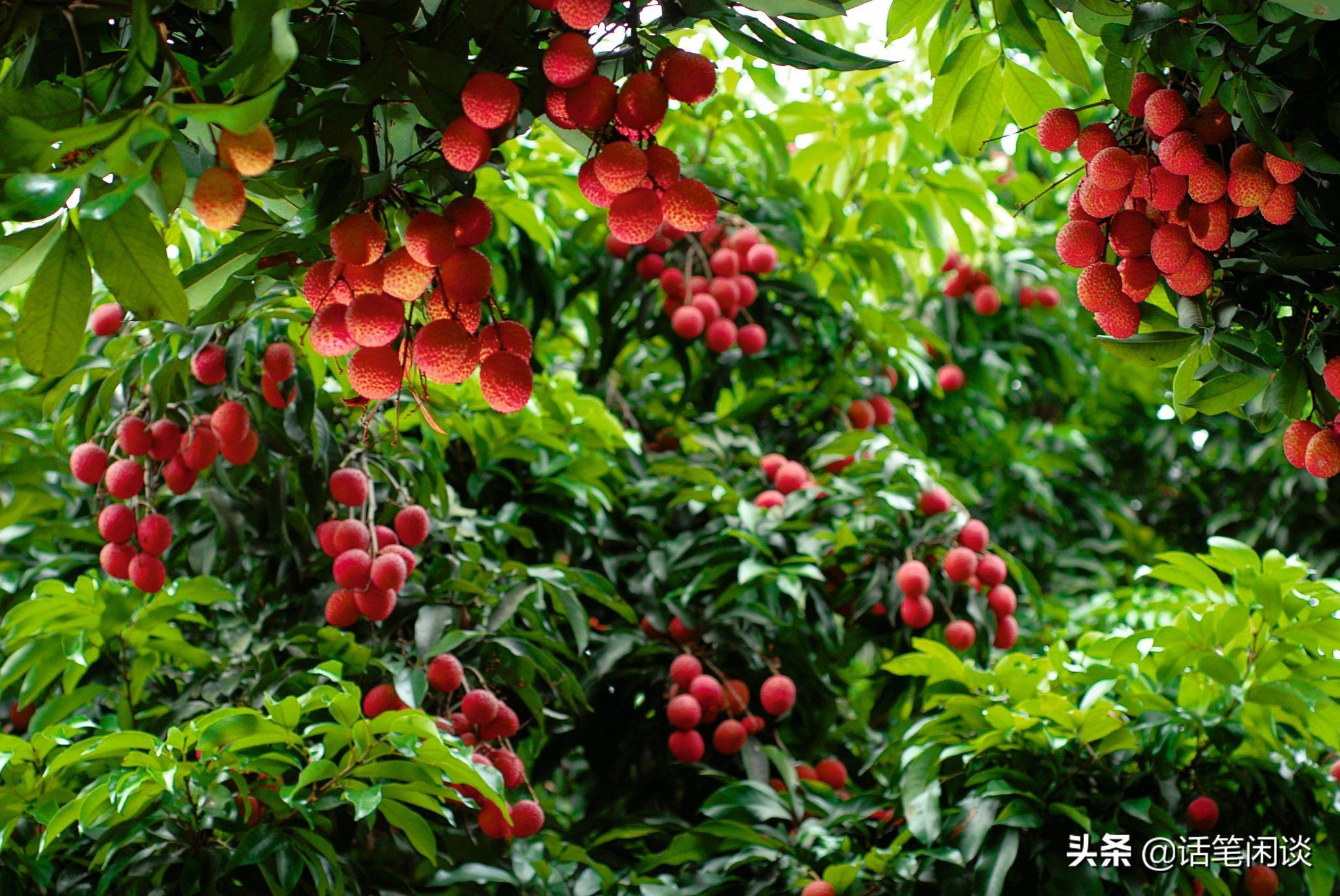 形容夏天果实累累的句子（夏日水果诗词分享）