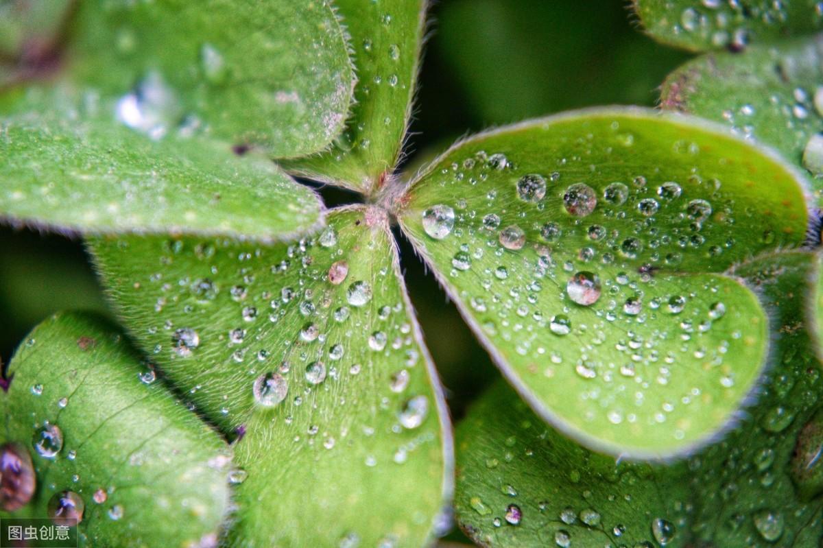 关于雨的优美古诗文（赞美秋雨的诗句）