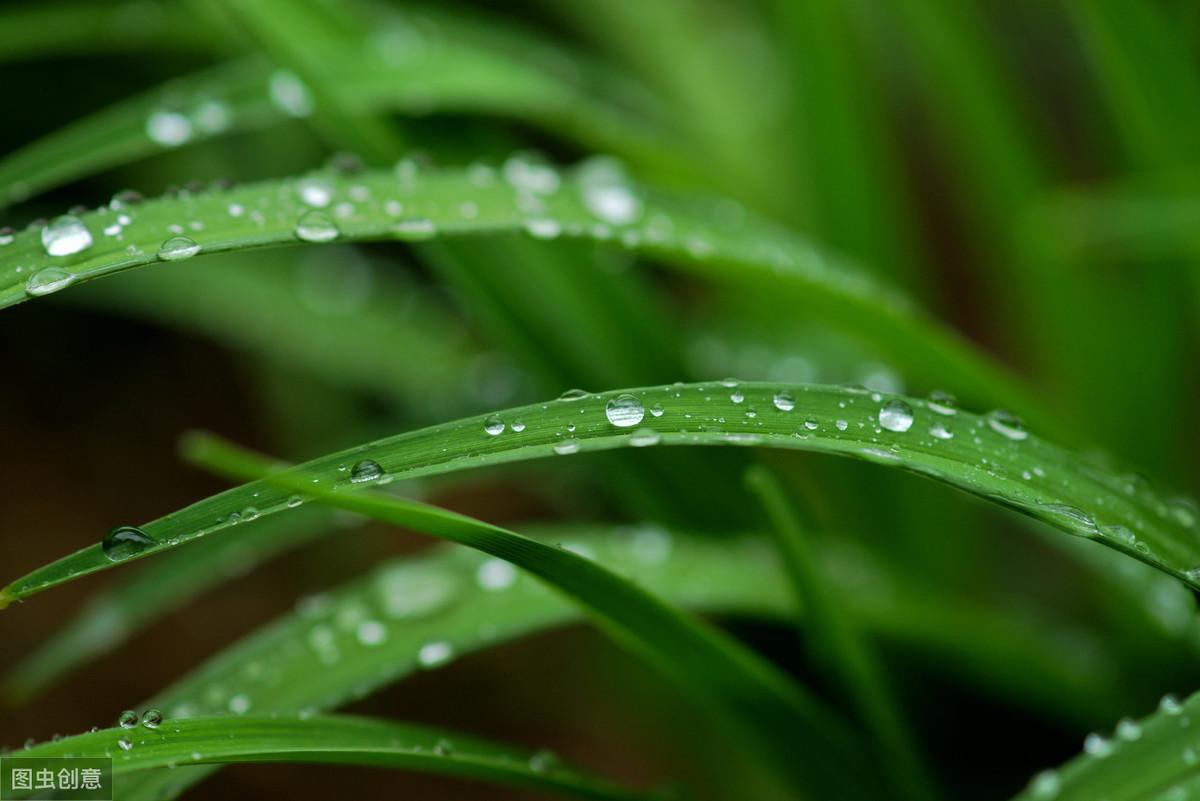 关于雨的优美古诗文（赞美秋雨的诗句）