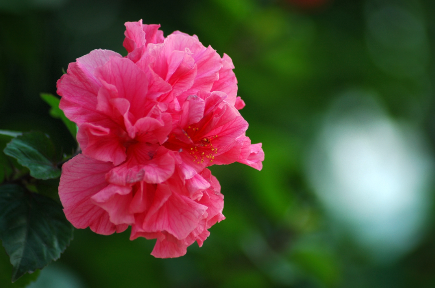 形容秋花优美的诗词（十二首秋花诗词）