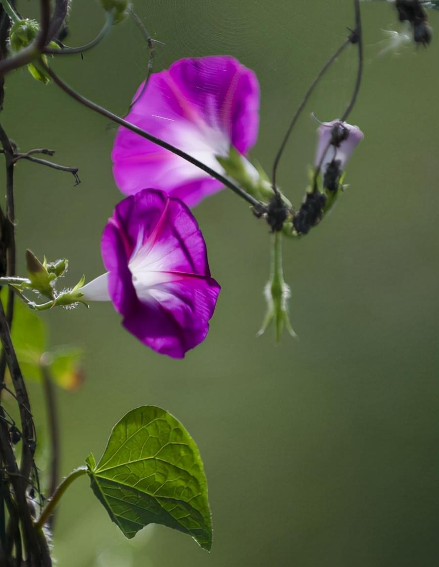 形容秋花优美的诗词（十二首秋花诗词）