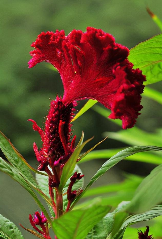 形容秋花优美的诗词（十二首秋花诗词）