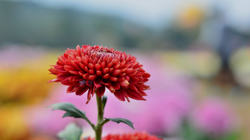 形容秋花优美的诗词（十二首秋花诗词）