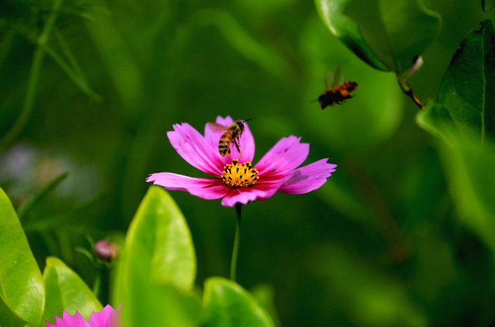 形容秋花优美的诗词（十二首秋花诗词）