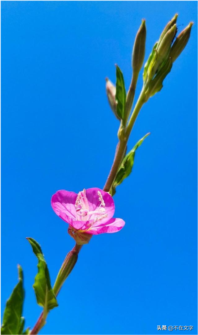 努力奋斗的励志文案（干净且文艺的句子）