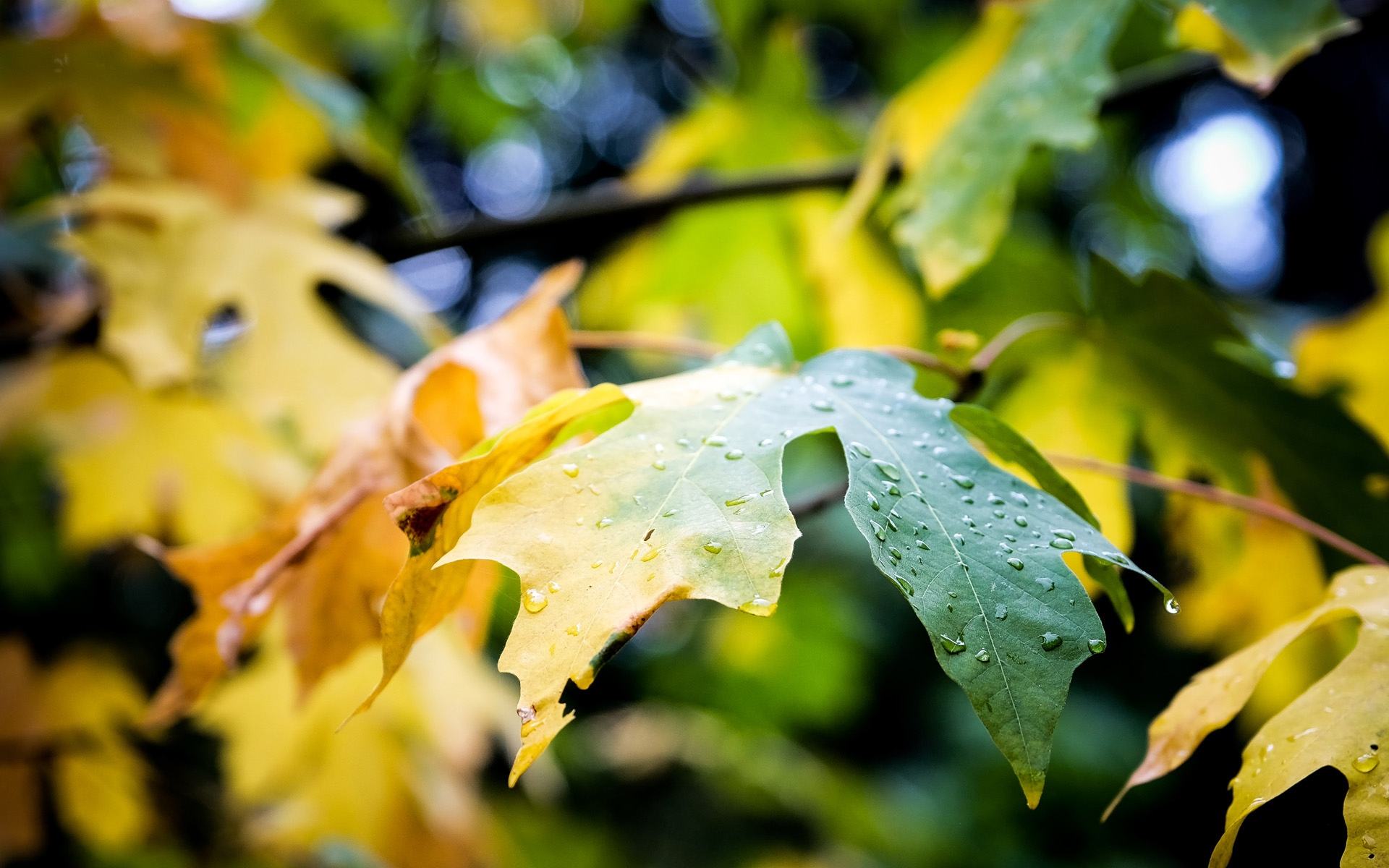 绝美秋雨10首诗词鉴赏（清秋有诗，雨落成行）