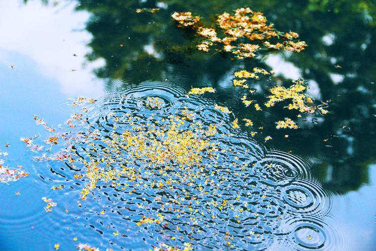 绝美秋雨10首诗词鉴赏（清秋有诗，雨落成行）