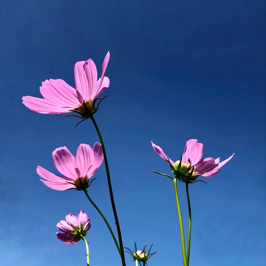 早上心情好简短的句子（分享十句早安心语）