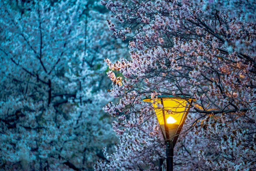 描写春雪诗词大全（10首春雪诗词）