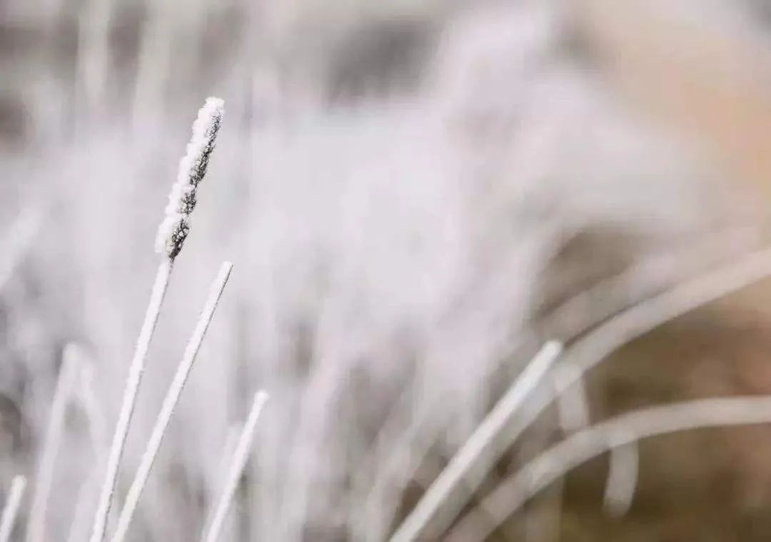 描写雪的唯美古诗词（十首大雪的诗句）