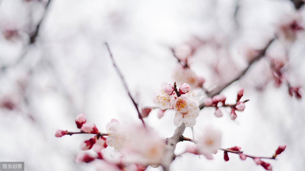 关于带雪的诗词名句赏析（描写雪景的经典古诗）