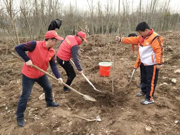 《保护树木保护她》作文精选（关于我与环保的作文范例）