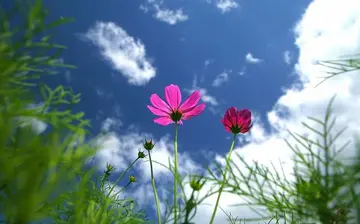 记忆里作文800字（记忆里的花朵）