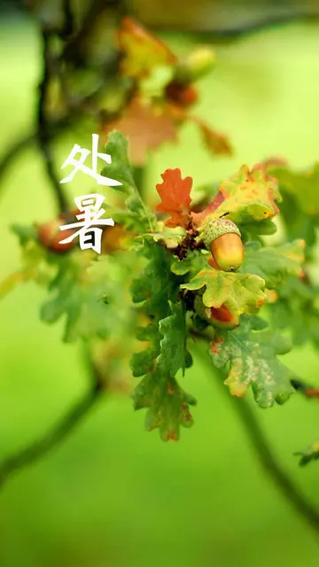 处暑节气的祝福句子（关于处暑的经典句子）