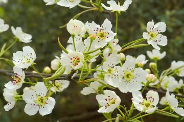 梨花满分作文800字（梨花一枝春带雨）