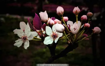 梨花满分作文800字（梨花一枝春带雨）