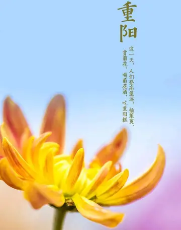 重阳节的祝福文案（关于重阳节的祝福短句）