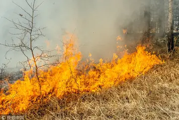 2022森林防火实施活动方案模板（预防山火实施策划方案范本）