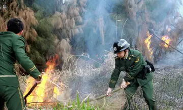 2022森林防火实施流程方案模板（森林火灾防治实施方案范本）
